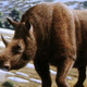Illustration for article titled The huge rhino fossil that inspired Ancient Greek myths